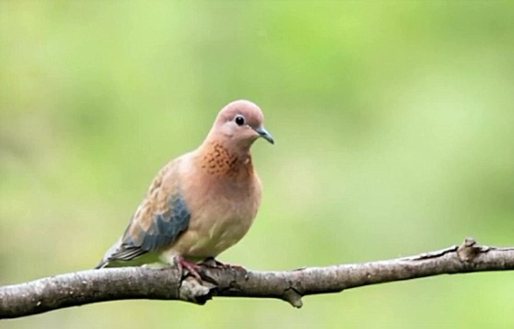 Dove Love Music | English Music | English Song