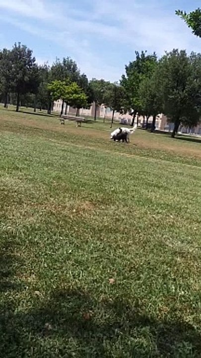 Little Dog Gets Pulled Along By Big Dog