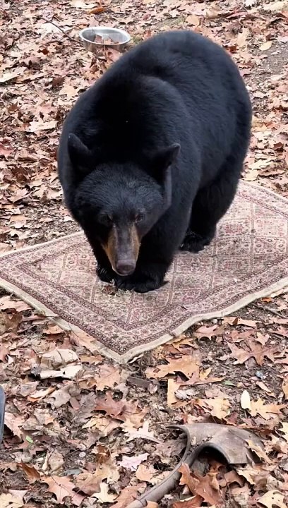 Black Bear Plays With Rug
