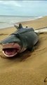 Moradores encontram tubarão em Sauípe, no Litoral Norte da Bahia