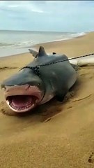 Moradores encontram tubarão em Sauípe, no Litoral Norte da Bahia