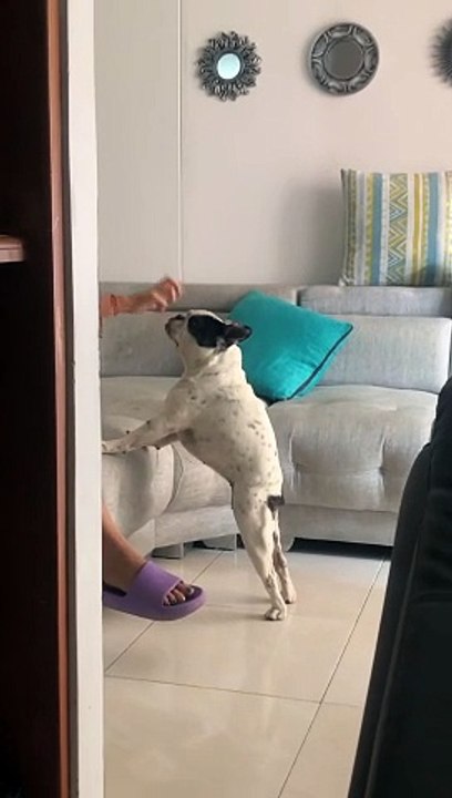 French Bulldog Lacks A Butt