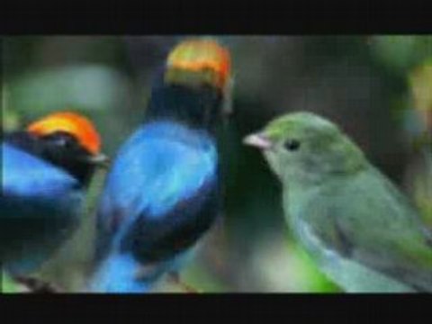 NATURE | What Females Want and Males Will Do Part One | PBS