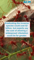 Fire ant infestations found in Qld, NSW