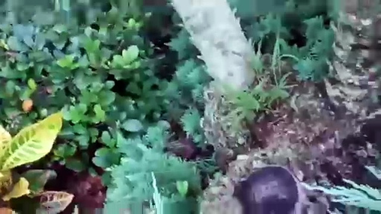 contentinstaller49 - Lizard in florida