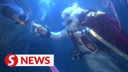 Christmas arrives early at aquarium in Germany
