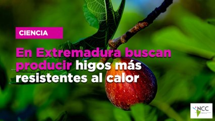 En Extremadura buscan producir higos más resistentes al calor