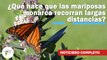 ¿Qué hace que las mariposas monarca recorran largas distancias? | 608 | 04 - 10 de diciembre de 2023
