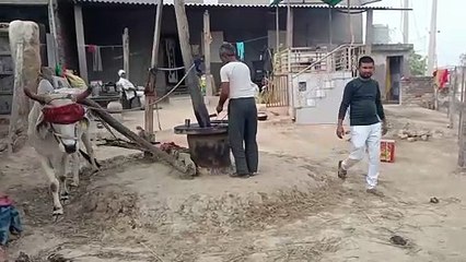 कोल्हू के बैल की घाणी आज भी निकाल रही तेल