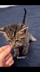 Funny cat dog animals compilation 1 animal videos on Instagram Tiktok