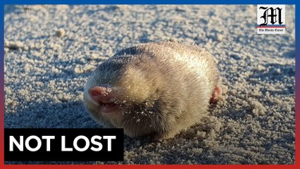 Bashful blind mole detected in South Africa after decades