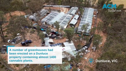 Eight arrested, $11m in cannabis seized in raids linked to Bendigo area
