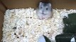 Little Mouse In Angry Mood | Animals Funny Reactions | Animals Funny Moments | Cute Pets #animals #pets #fun #love #cute #beautiful #satisfyingvideos #mouse