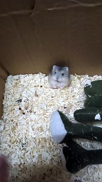 Little Mouse In Angry Mood | Animals Funny Reactions | Animals Funny Moments | Cute Pets #animals #pets #fun #love #cute #beautiful #satisfyingvideos #mouse