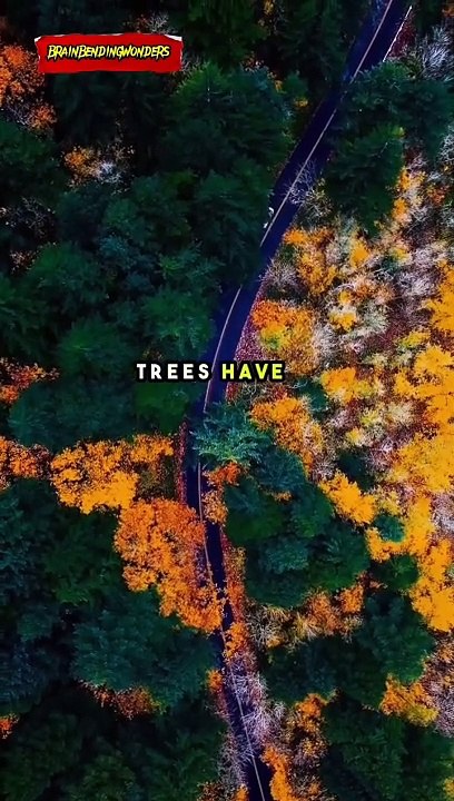 an-amazing-fact-about-trees-and-fungi-video-dailymotion