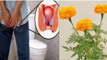 बवासीर में गेंदा फूल से इलाज कैसे करें | Bawasir Me Genda Phool Se Ilaj Kaise Kare | Boldsky