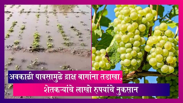 Maharashtra: अवकाळी पावसामुळे द्राक्ष बागांना तडाखा, शेतकऱ्यांचे लाखो रुपयांचे नुकसान