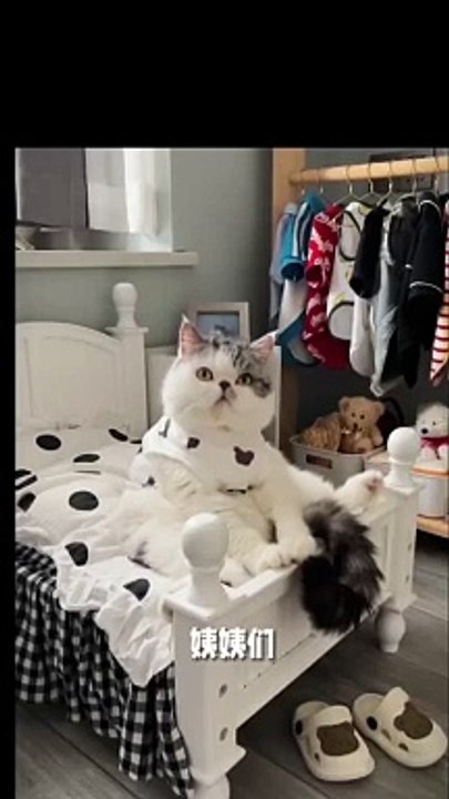cat