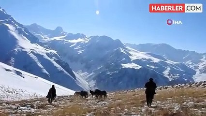 Munzur Dağları'ndaki Yılkı Atları Doğal Yaşam Alanlarında Görüntülendi