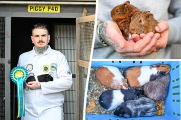 "I love being one of the UK's only guinea pig judges - it's like Crufts on steroids"