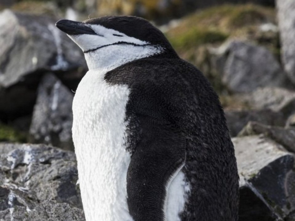 Pinguine machen mehr als 10.000 Nickerchen am Tag