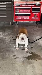 Heartwarming Banter: Kids Accuse Mom of Favoritism with Family Dog ||