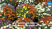 Roland Motte, jardinier : redonnez vie à vos balconnières pour l'hiver