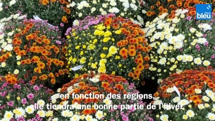 Roland Motte, jardinier : redonnez vie à vos balconnières pour l'hiver