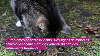 Voici ce qu’il faut faire si vous trouvez un chat errant