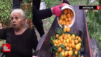 Antalya'da bahçesindeki meyvelerini yetim ve öksüz çocuklara gönderiyor