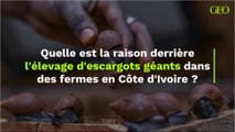 Quelle est la raison derrière l'élevage d'escargots géants dans des fermes en Côte d'Ivoire ?