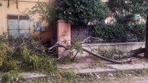 Palermo sferzata dal vento, crollano due alberi a Mondello