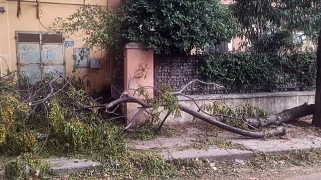 Palermo sferzata dal vento, crollano due alberi a Mondello