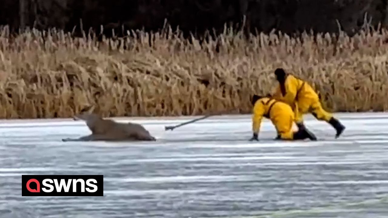 Firefighters crawl across frozen lake to rescue deer stuck on thin ice