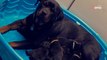 Una Rottweiler dà alla luce i suoi piccoli: la sua cucciolata è straordinaria (Video)