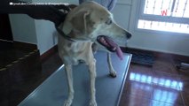 Vet presses dog's skin and ends his painful nightmare (video)