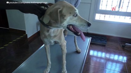 Vet presses dog's skin and ends his painful nightmare (video)