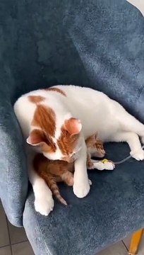 Anne kedi izleyenleri duygulandırdı!