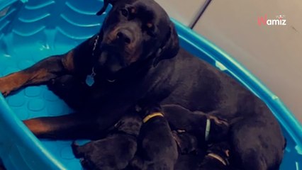 Rottweiler da a luz: 14 millones de internautas se quedan helados ante su extraordinario parto