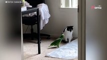 Filma il gatto e il pappagallo mentre discutono: il video diverte 10 milioni di persone (Video)