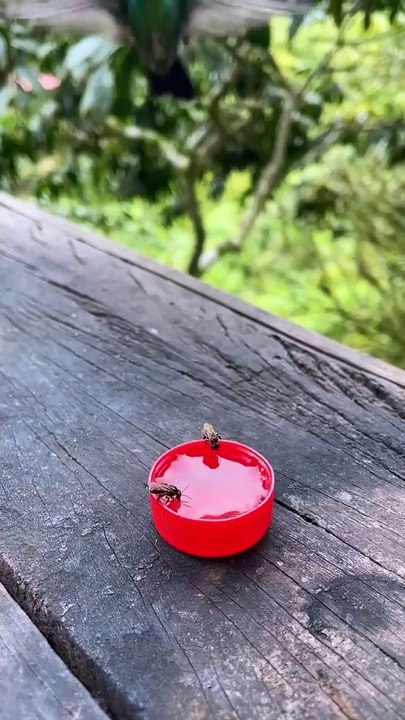 Drinking Bird