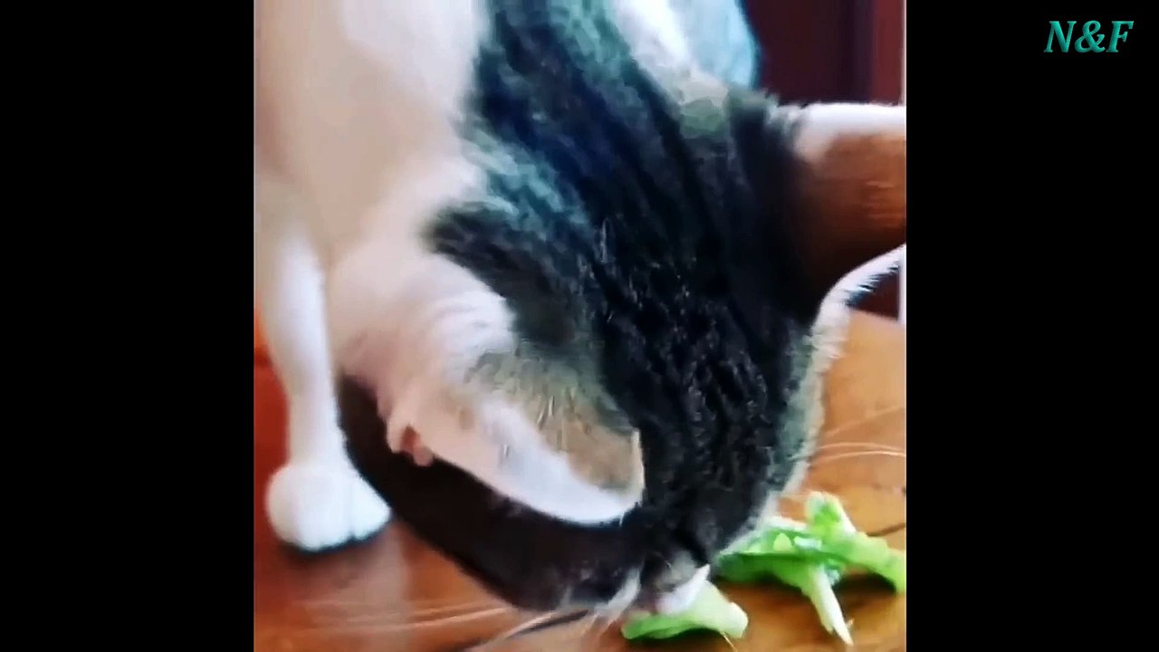 Funniest Cats Videos, The Siliest, Cutest And Funniest Cats 68