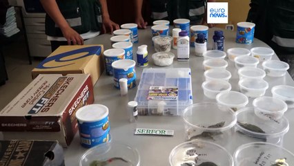 Perú | Incautan 160 animales exóticos protegidos a un solo traficante