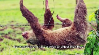Did You Know | Sloth Digestion | Dailymotion | Facts