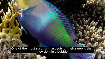 Did You Know | Parrotfish Sleeps | Dailymotion | Facts