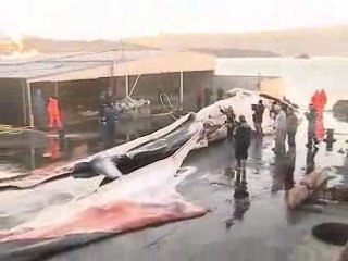 Iceland-resumes-commercial-wha