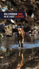 Mystery illness affecting dogs across the United States