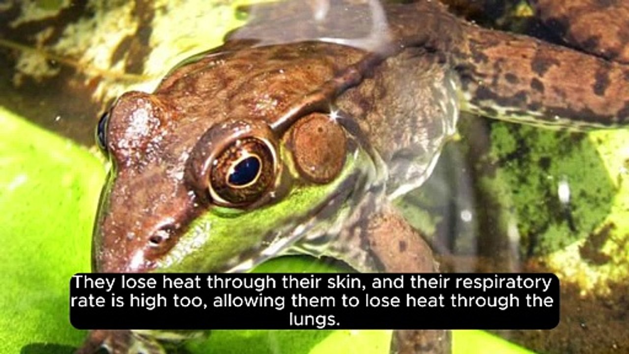 Did You Know | Frogs can freeze | Dailymotion | Facts