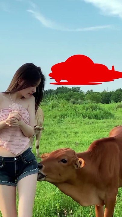 What the cow do  