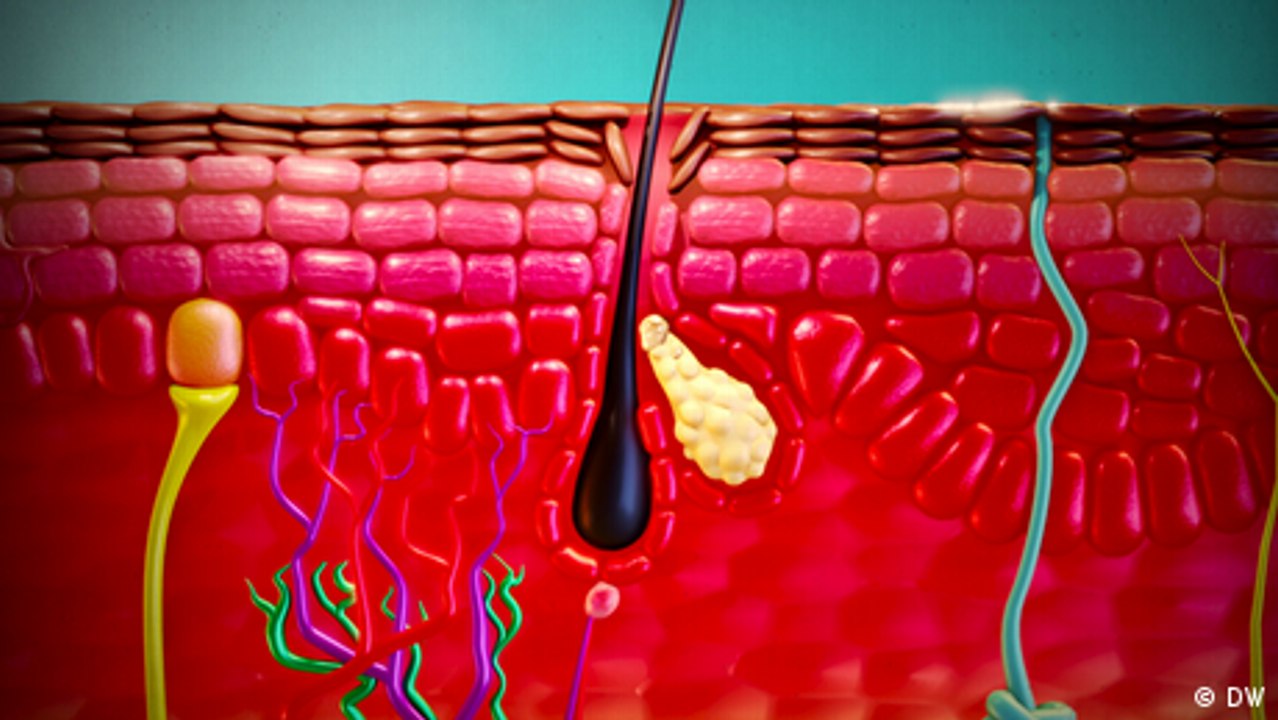 So funktioniert die Haut